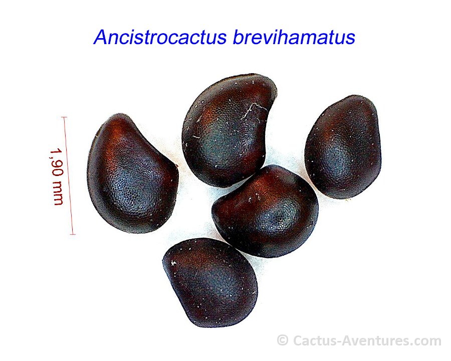 Ancistrocactus brevihamatus